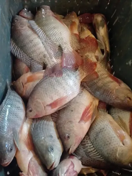 ”الزراعة” تكثف حملاتها للرقابة على أسواق الأسماك وإرشادات عاجلة للمواطنين