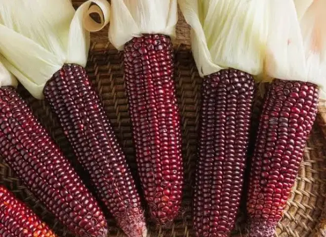 الذرة الحمراء في مصر تفتح حرب الاكتفاء الذاتي