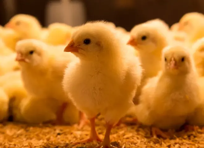 ارتفاع أسعار الكتاكيت في الأسواق اليوم الأحد 12 - 4 - 2026