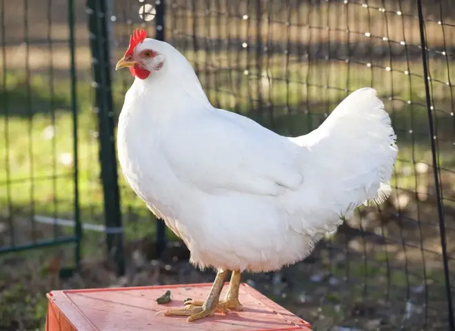 ثبات أسعار الفراخ في الأسواق اليوم الأحد 12 - 4 - 2026*