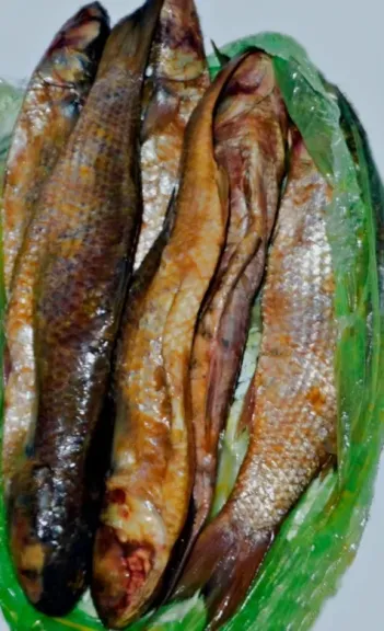 احذر تسمم الفسيخ في شم النسيم.. أعراض مبكرة وإجراءات إنقاذ قد تنقذ حياتك