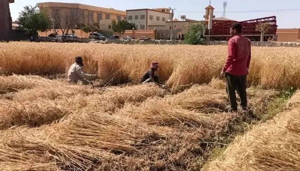 استعدادات مكثفة في القليوبية لانطلاق موسم حصاد القمح