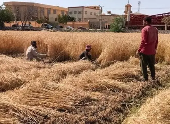 استعدادات مكثفة في القليوبية لانطلاق موسم حصاد القمح