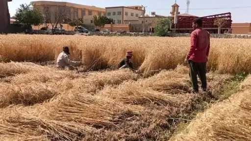 استعدادات مكثفة في القليوبية لانطلاق موسم حصاد القمح