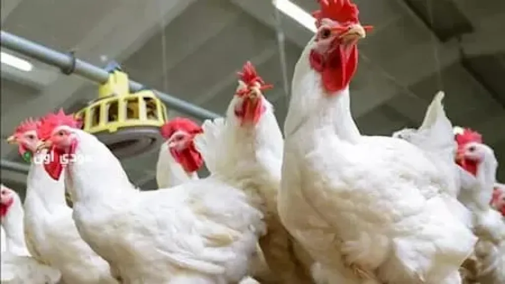 ارتفاع أسعار الدواجن مع زيادة الطلب في الأعياد