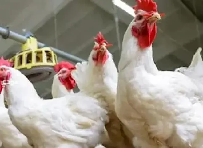 ارتفاع أسعار الدواجن مع زيادة الطلب في الأعياد