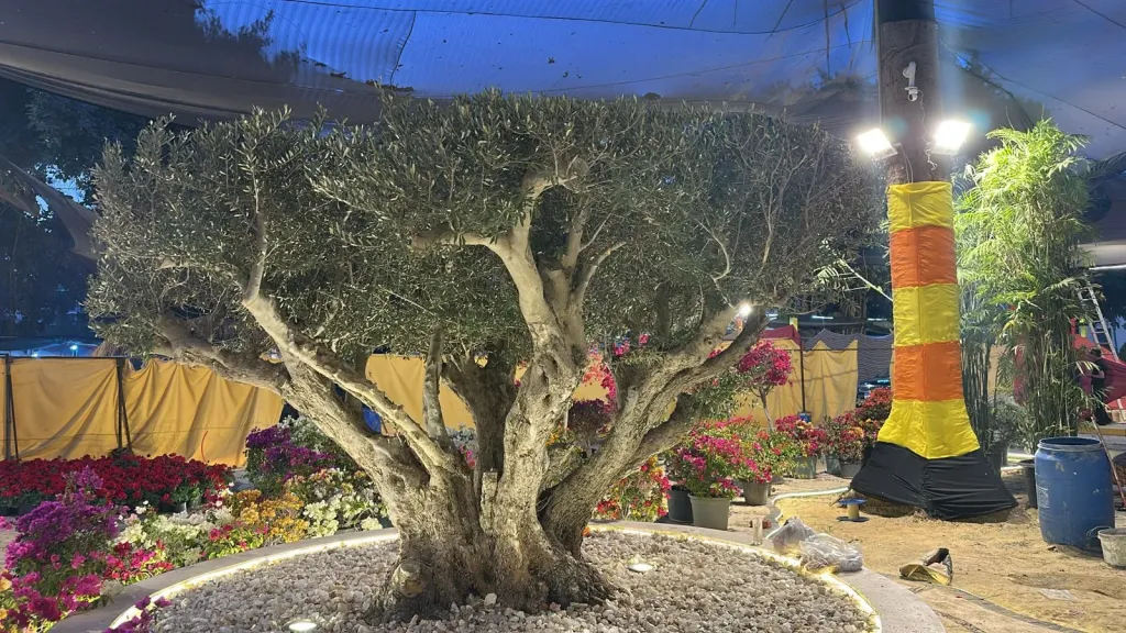 ماي جاردن تعرض أندر أشجار الزيتون المعمرة في مصر