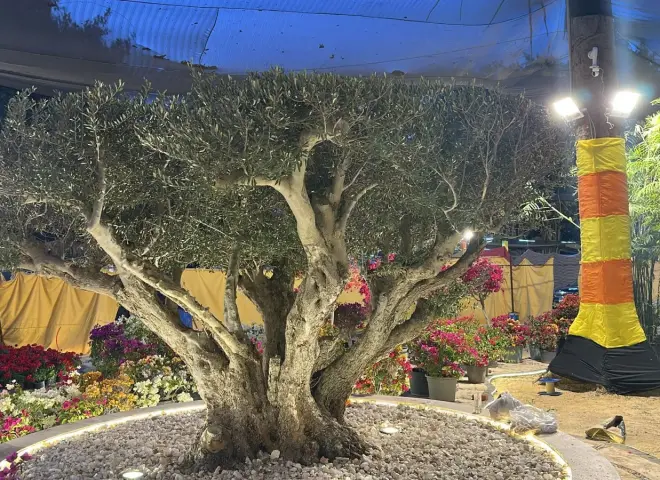 ماي جاردن تعرض أندر أشجار الزيتون المعمرة في مصر