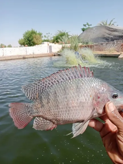 صيد 5 أطنان بلطي من مزرعة تكاملية بالوادي الجديد وطرحها بأسعار مخفضة