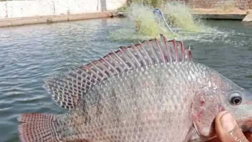 صيد 5 أطنان بلطي من مزرعة تكاملية بالوادي الجديد وطرحها بأسعار مخفضة