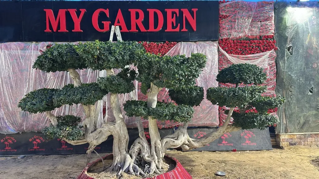 3 نسخ فقط حول العالم.. ماي جاردن تعرض واحدة من أندر أشجار البُنساي