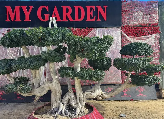 3 نسخ فقط حول العالم.. ماي جاردن تعرض واحدة من أندر أشجار البُنساي