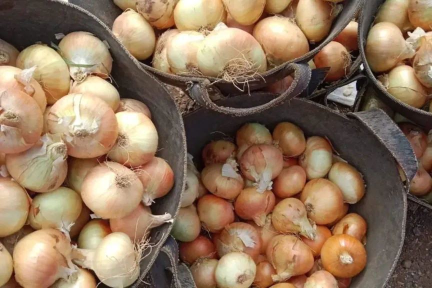 البصل المصري.. ترقب لانطلاق موسم ”الأحمر” وهدوء في الطلب الأوروبي