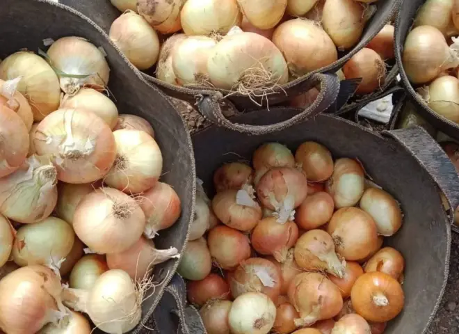 البصل المصري.. ترقب لانطلاق موسم ”الأحمر” وهدوء في الطلب الأوروبي