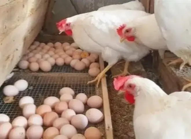 ثبات أسعار الفراخ في مصر اليوم الإثنين 13 - 4 - 2026