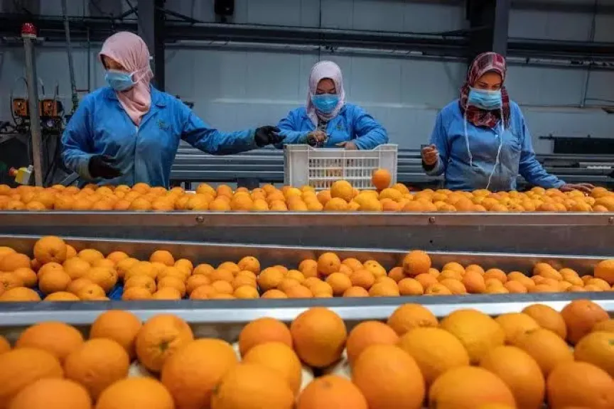 خبير يكشف الحقيقة الكاملة وراء رفض الشحنات الزراعية