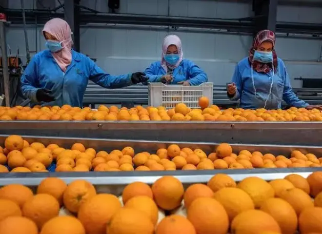 خبير يكشف الحقيقة الكاملة وراء رفض الشحنات الزراعية