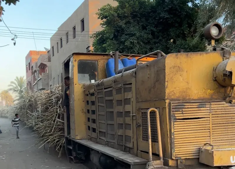 قطار القصب بين المنازل والحقول في قوص بمحافظة قنا