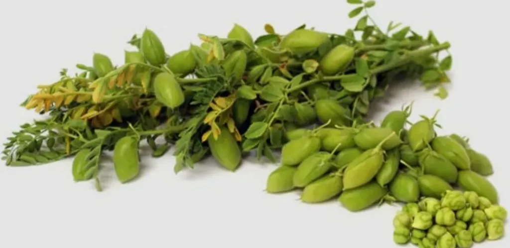 شم النسيم.. “الملانة” على مائدة المصريين القدماء رمزًا للخصوبة وتجدد الحياة