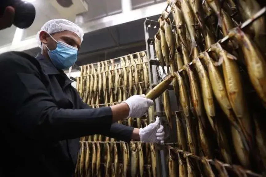 معهد بحوث تكنولوجيا الأغذية يكشف كواليس صناعة الرنجة وأسرار التدخين