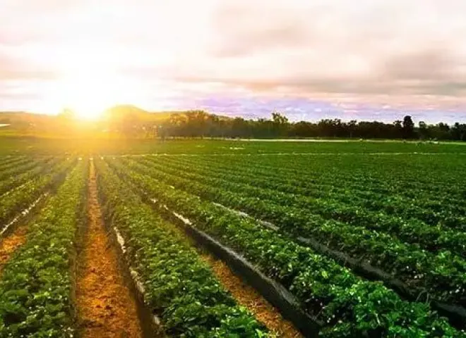 تحذيرات عاجلة للمزارعين قبل موجة حرارة مبكرة تضرب البلاد