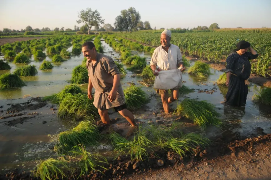 لمواجهة الفجوة الغذائية وارتفاع الأسعار.. نداء لزيادة مساحة زراعة الأرز بشمال الدلتا