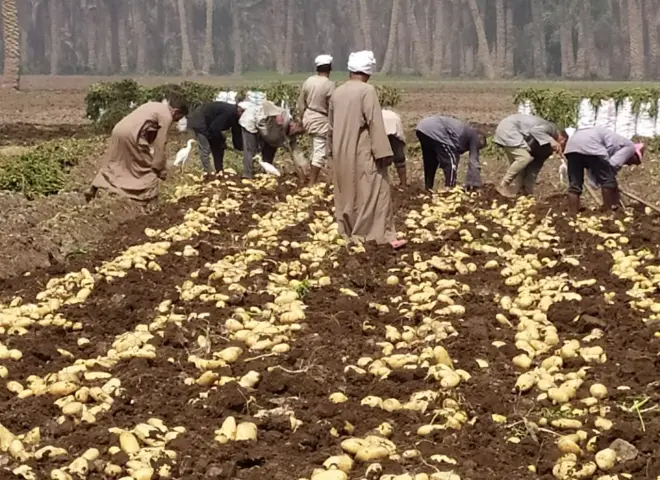 مصر تصدر 266 ألف طن لـ 192 دولة.. والموالح والبطاطس تتصدر المشهد