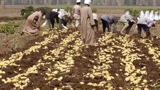 مصر تصدر 266 ألف طن لـ 192 دولة.. والموالح والبطاطس تتصدر المشهد