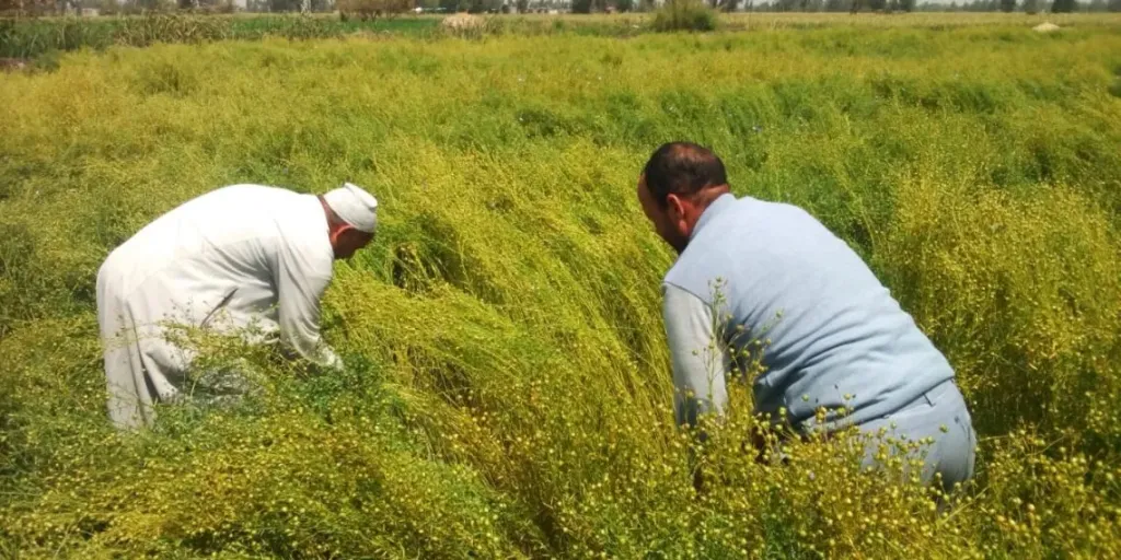 انطلاق حصاد الكتان في الغربية وفرحة تعم المزارعين