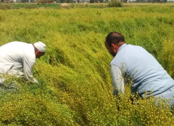 انطلاق حصاد الكتان في الغربية وفرحة تعم المزارعين