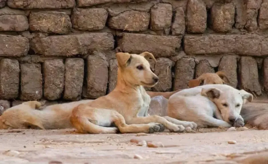 تخصيص قطعة أرض لإنشاء أول ”شلتر” لإيواء الكلاب الضالة بالإسماعيلية