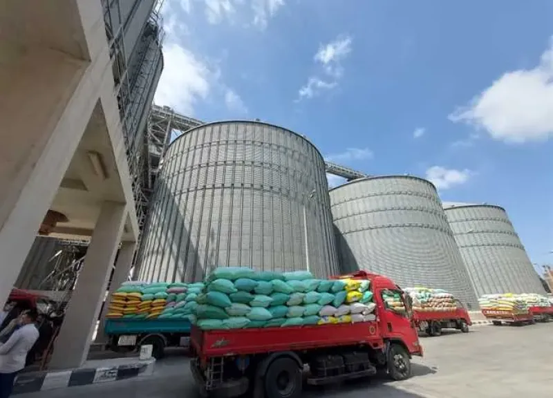 غدًا.. الحكومة تبدأ استلام القمح المحلي لتعزيز المخزون الاستراتيجي