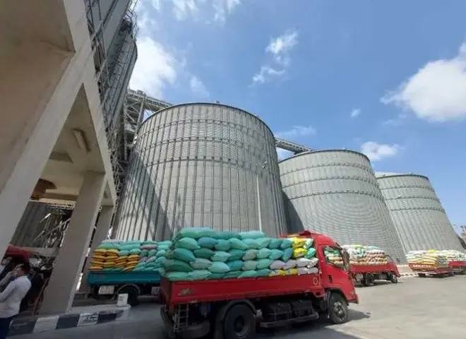 غدًا.. الحكومة تبدأ استلام القمح المحلي لتعزيز المخزون الاستراتيجي