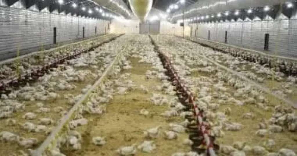 خبراء الزراعة يوصون باستغلال الصوب بين المواسم