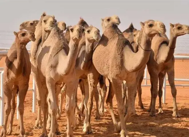 دليل ارشادى متكامل لتربية الإبل في مصر