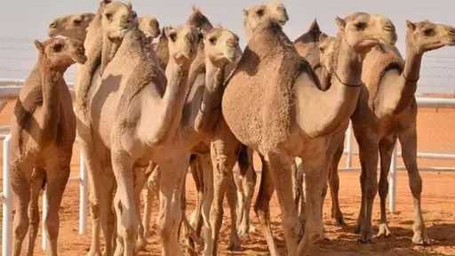 دليل ارشادى متكامل لتربية الإبل في مصر