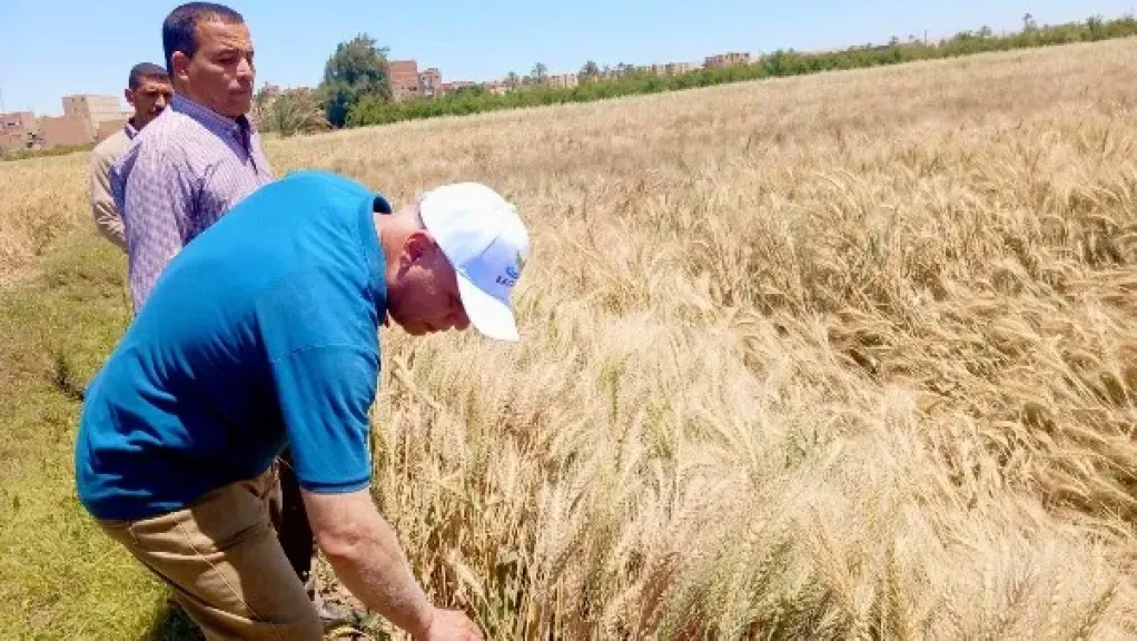 دعم المزارعين في أسيوط: جولات ميدانية لتعزيز إنتاج القمح