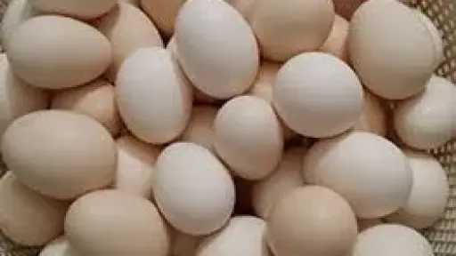 أسعار كرتونة البيض اليوم  الأربعاء 15 - 4 - 2026