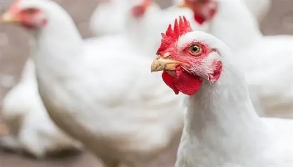 أسعار الفراخ في مصر اليوم الأربعاء 15 - 4 - 2026