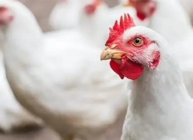 أسعار الفراخ في مصر اليوم الأربعاء 15 - 4 - 2026