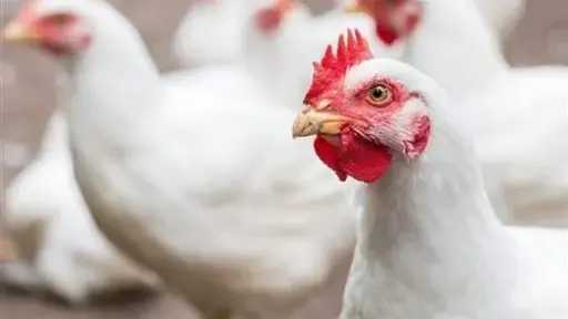 أسعار الفراخ في مصر اليوم الأربعاء 15 - 4 - 2026