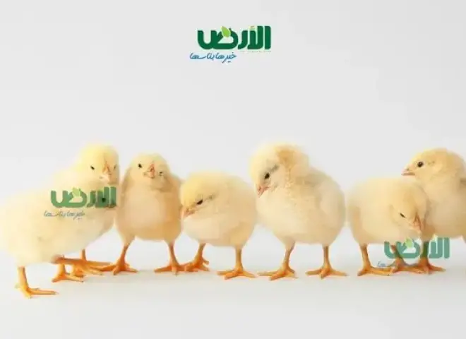 انخفاض بأسعار الكتاكيت في مصر اليوم الثلاثاء 15 - 4 - 2026