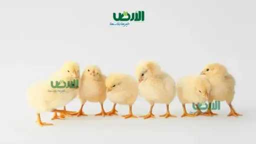 انخفاض بأسعار الكتاكيت في مصر اليوم الثلاثاء 15 - 4 - 2026