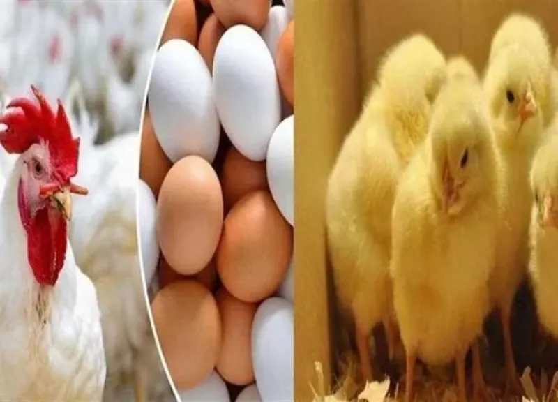 استقرار البيض.. وثبات الفراخ وتراجع الكتاكيت في الأسواق اليوم الأربعاء