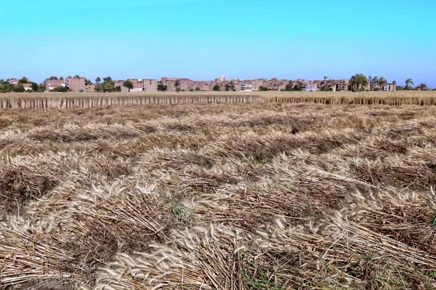 إجراءات جديدة بسوهاج لتسهيل توريد القمح للمزارعين