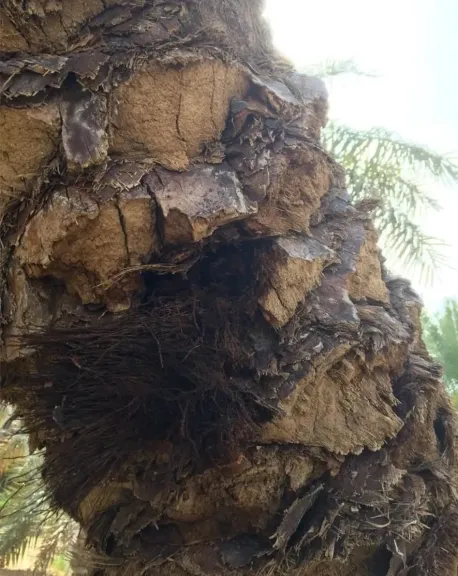 تحذيرات من عفن الثيلافيوبسي وكيفية تمييزه عن سوسة النخيل الحمراء