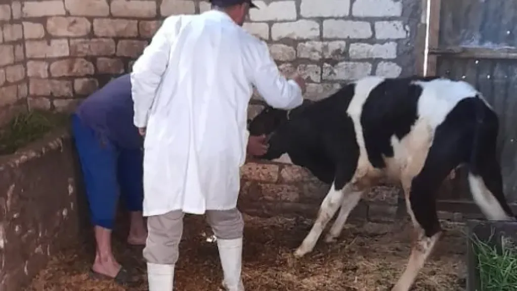 حملات مكثفة بالإسماعيلية لمواجهة الجلد العقدي وجدري الأغنام