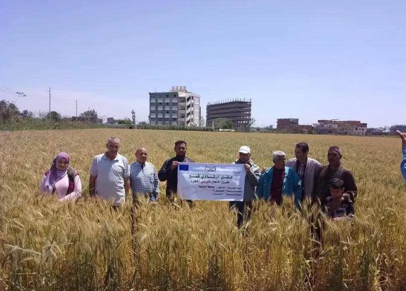 توصيات ذهبية لحصاد القمح بأعلى إنتاجية