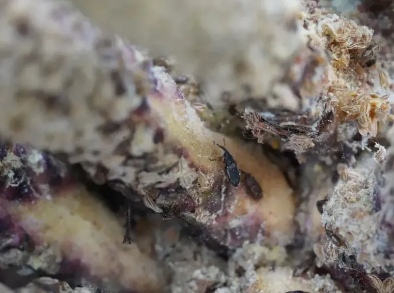 إندونيسيا تستعين بحشرات أفريقية لإنقاذ إنتاج زيت النخيل من الركود