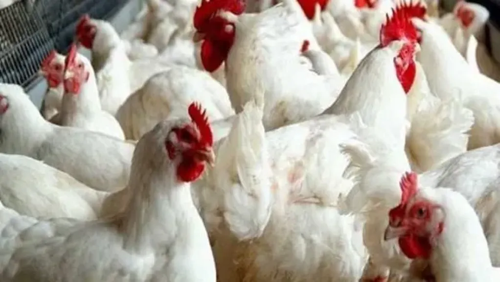 أسعار الفراخ في مصر اليوم الخميس 16 - 4 - 2026